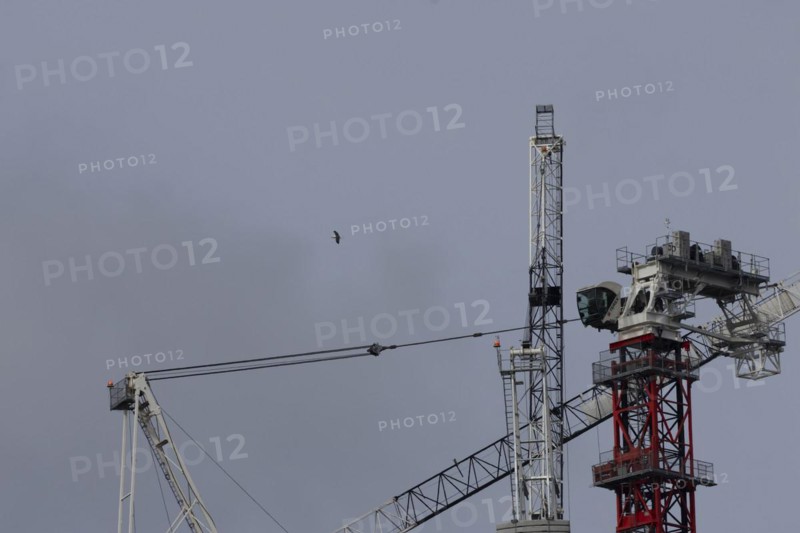 Industrial cranes on a city skyline with a Herring gull (Larus argentatus) bird flying past, City of London, England, United Kingdom, Europe