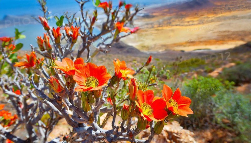 KI generated, The desert in Namaqualand blooms in August and September each year, Namibia, Africa