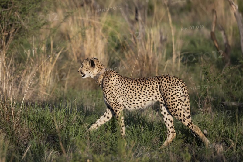 Cheetah (Acinonyx jubatus), Madikwe Game Reserve, North West Province, South Africa, RSA, Africa