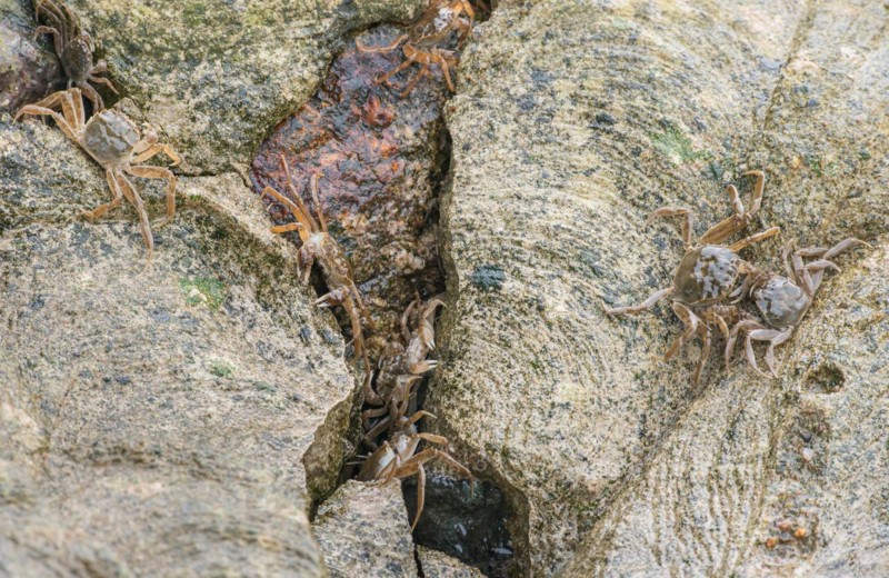 Many chinese mitten crab (Eriocheir sinensis), invasive species, neozoon, crabs, juveniles, hiding in a narrow crack between stones and crawling over rocks and concrete bank stabilisation, migrating upstream, barrage of the Elbe in Geesthacht, Lower Saxony, Schleswig-Holstein, Germany, Europe