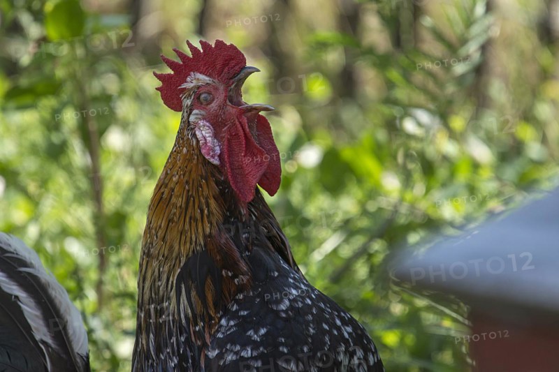 Crowing rooster (Gallus) in the greenery of Mecklenburg-Vorpommern, Germany, Europe