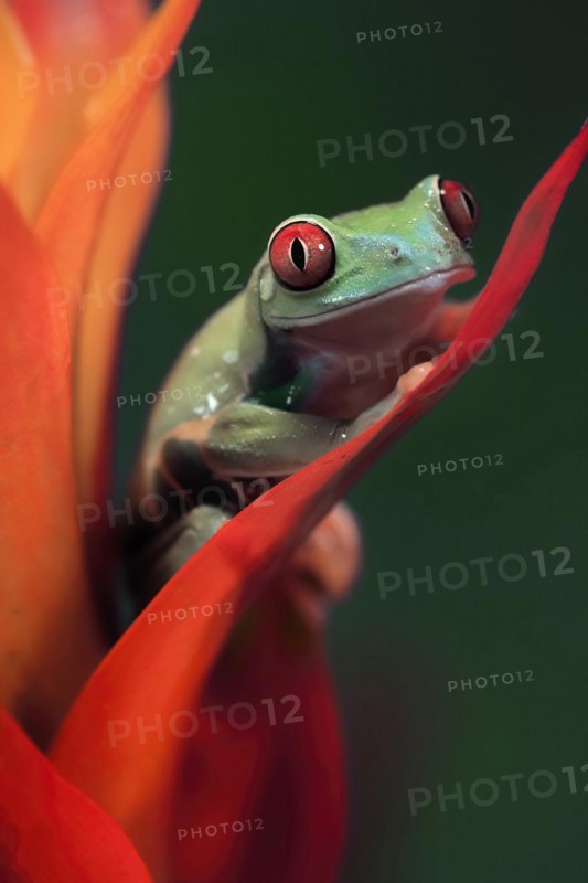 Red-eyed tree frog (Agalychnis callidryas), adult, on bromeliad, captive, Central America