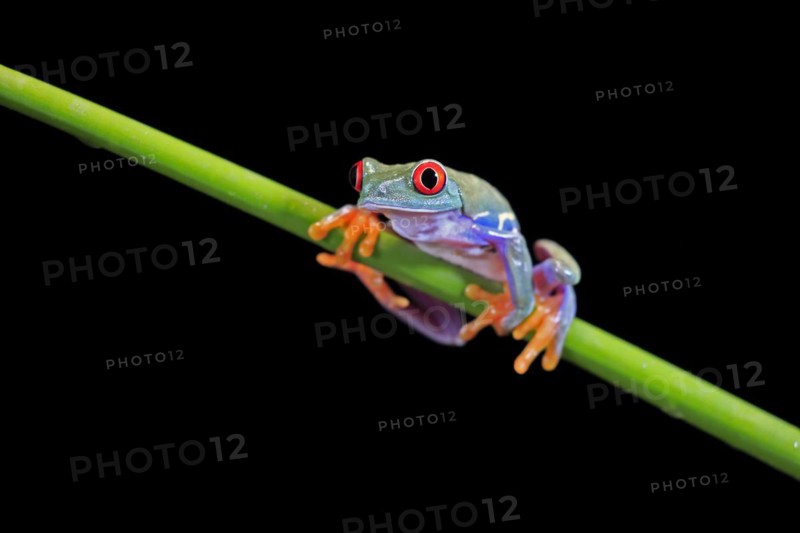 Red-eyed tree frog (Agalychnis callidryas), adult, on green stem, Aeonium, captive, Central America