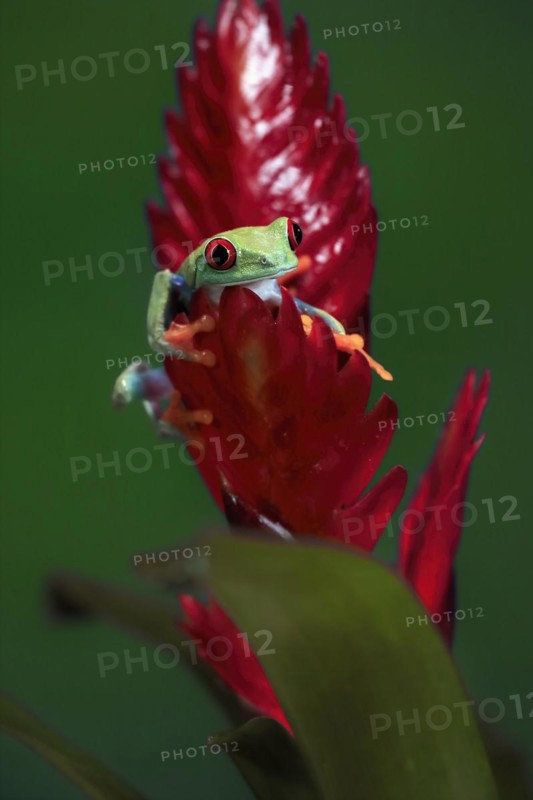 Red-eyed tree frog (Agalychnis callidryas), adult, on bromeliad, captive, Central America