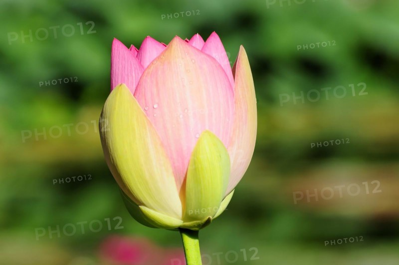A pink-yellow lotus (Nelumbo), with water droplets on the petals in the greenery, Stuttgart, Baden-Wuerttemberg, Germany, Europe
