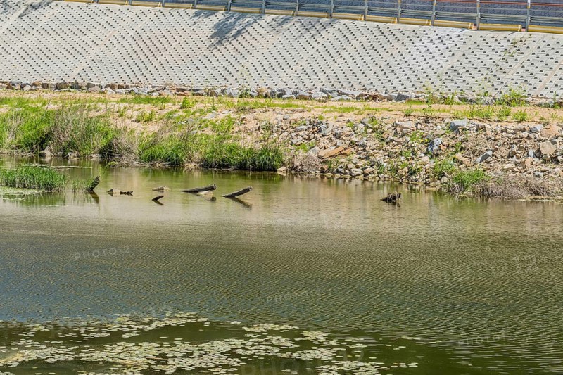 Three birds flying low over a river with scattered rocks and water lilies, in South Korea