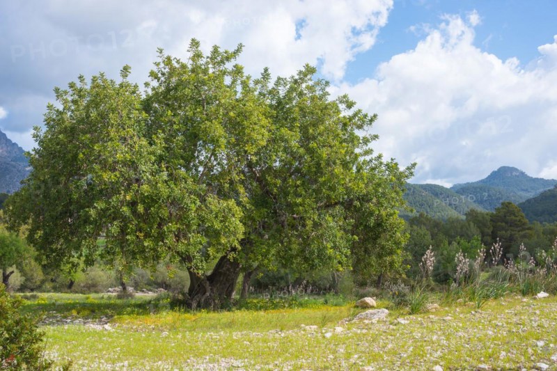 Holm oak (Quercus ilex) or holm oak, very old, solitary tree growing on a barren pasture with stony limestone soil and blooming flowers, affodill (Asphodelus), mountains with Mediterranean vegetation in the background, Aleppo pines (Pinus halepensis), trees, forest, blue sky with a few clouds, sunny landscape on the Ma-1032 pass road from Capdella to Puigpunyent in spring, spring, Mediterranean, Serra de Tramuntana, Majorca, Spain, Europe