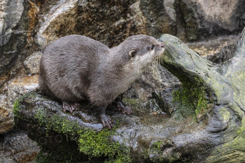 Dwarf otter, Asian oriental small-clawed otter (Aonyx cinerea), Heidelberg Zoo, Baden-Wuerttemberg, Germany, Europe