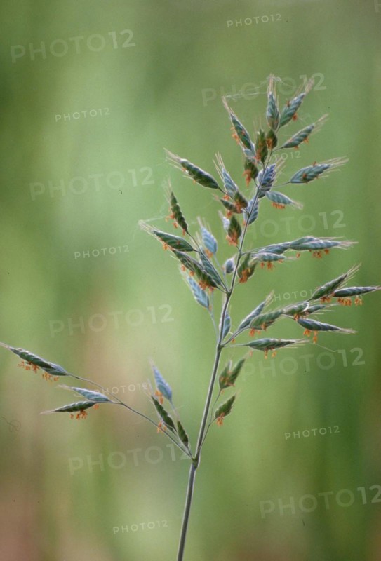 Close-up of a blade of grass with green blurred background in daylight Panicle grass Grass pollen Poa annua