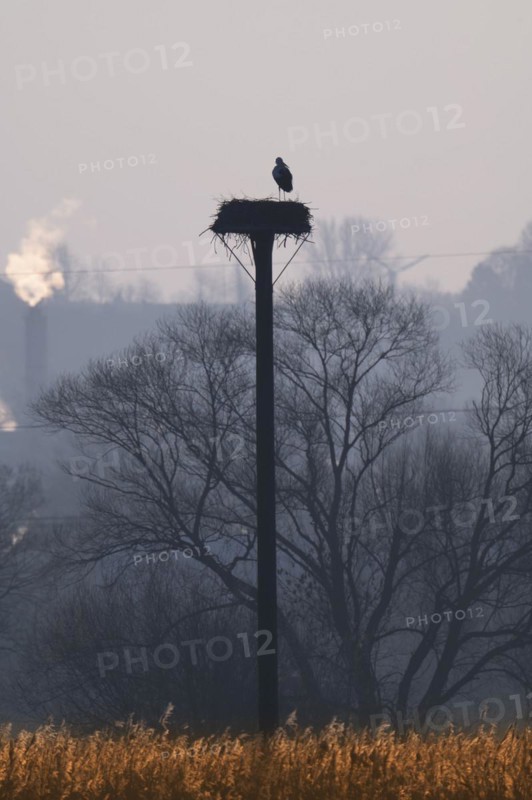 White stork (Ciconia ciconia), clapper stork, after its return from wintering, standing in its eyrie and preening itself, mood on a cold winter morning at sunrise, golden reeds in the foreground, bare trees and steam from the nearby industrial chimneys in the background, foggy, Roellingwiese Schwerte, Ruhr area, Germany, Europe