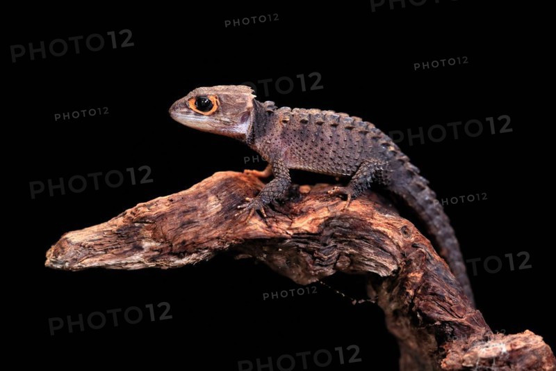Red-eyed crocodile skink (Tribolonotus gracilis), adult, on tree, captive, New Guinea