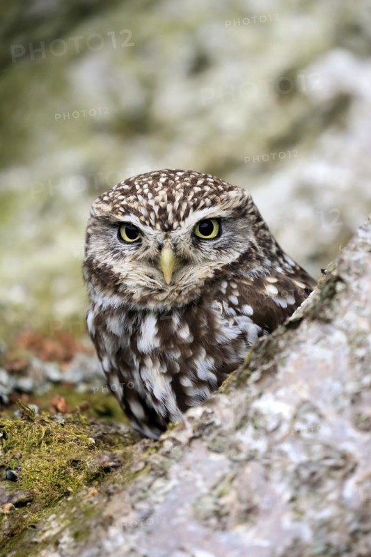 Little owl (Athene noctua), (Tyto alba), adult, on tree trunk, alert, portrait, Lowick, Northumberland, England, Great Britain