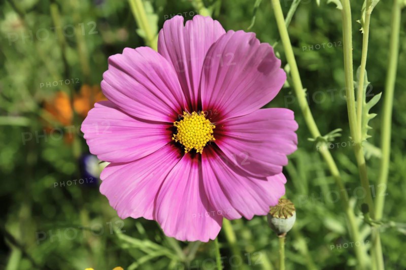 A shining pink flower (Cosmea bipinnata), Cosmea, in sunlight, close-up with green foliage in the background, Stuttgart, Baden-Wuerttemberg, Germany, Europe