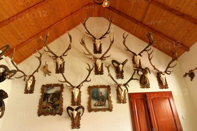 Hunting room with trophies and taxidermied animals, South Hungary, Hungary, Europe