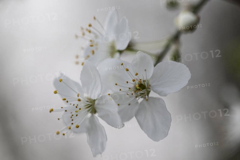 Myrobolane (Prunus cerasifera), blossom, Speyer, Rhineland-Palatinate, Germany, Europe