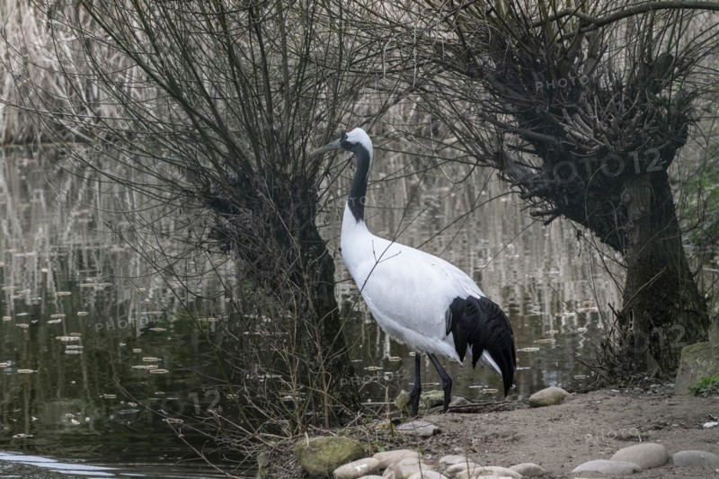 Manchurian crane (Grus japonensis), Heidelberg Zoo, Baden-Wuerttemberg, Germany, Europe