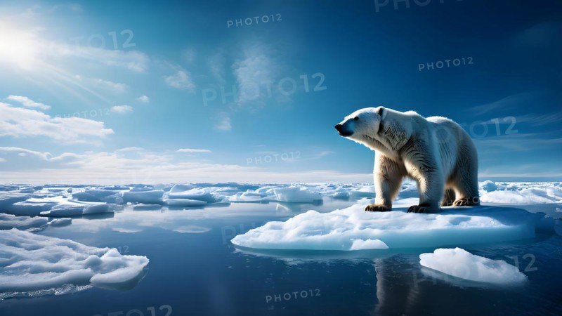 Polar bear navigating a shrinking ice floe glistening searching for solid terrain, AI generated
