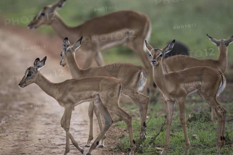 Black Heeler Antelope or Impala (Aepyceros melampus) herd with young, nursery, Madikwe Game Reserve, North West Province, South Africa, RSA, Africa