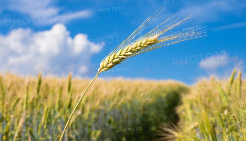 AI generated, A single ear in the cornfield, Barley