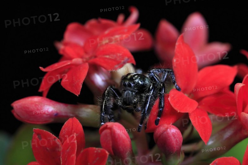 Tan jumping spider (Platycryptus undatus), adult, on leaf, North America, captive
