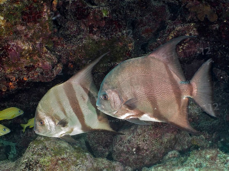 Two specimens of Atlantic spadefish (Chaetodipterus faber), Amber Jack dive site, Destin, Panhandle, Gulf of Mexico, Florida, USA, North America