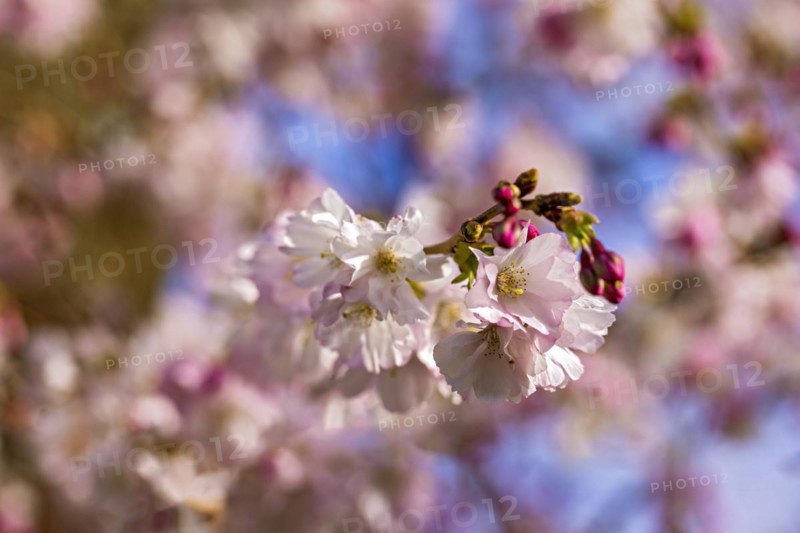 Close-up of cherry blossom flowers in full bloom against a soft-focused spring sky, Prunus serrulata, japanese Cherry