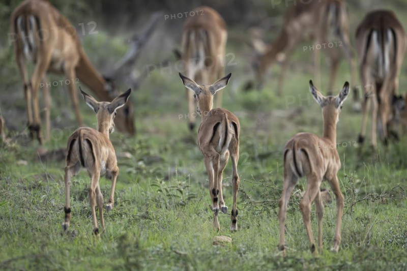 Black Heeler Antelope or Impala (Aepyceros melampus) herd with young, nursery, Madikwe Game Reserve, North West Province, South Africa, RSA, Africa