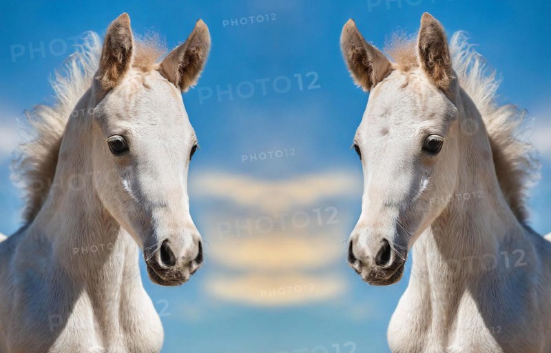 KI generated, Two white foals, portrait, blue sky, horses, grey foals, montage