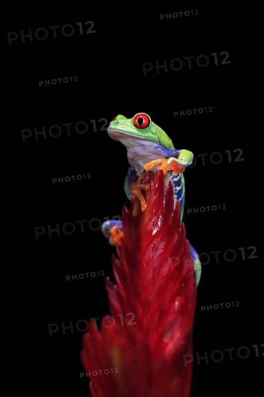 Red-eyed tree frog (Agalychnis callidryas), adult, on bromeliad, captive, Central America