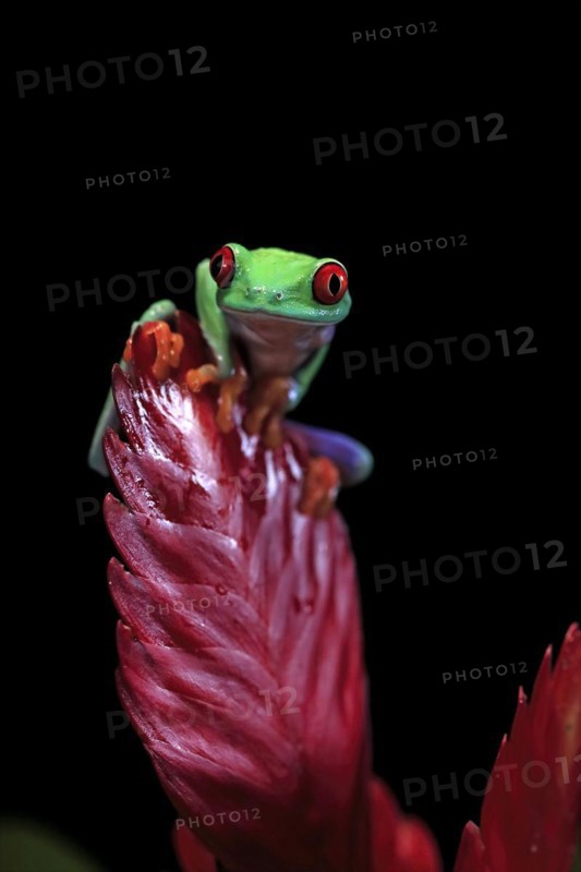 Red-eyed tree frog (Agalychnis callidryas), adult, on bromeliad, captive, Central America