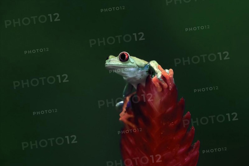 Red-eyed tree frog (Agalychnis callidryas), adult, on bromeliad, captive, Central America