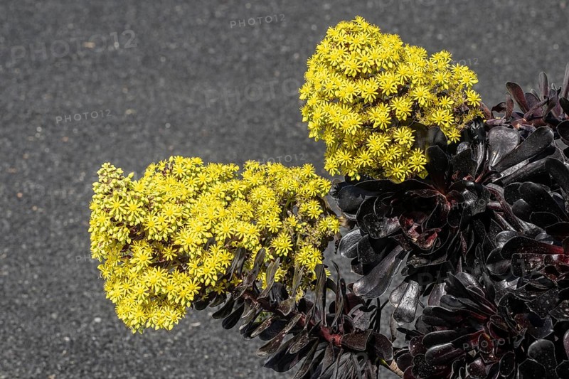 Tree aeonium (Aeonium arboreum), Lanzarote, Canary Islands, Spain, Europe