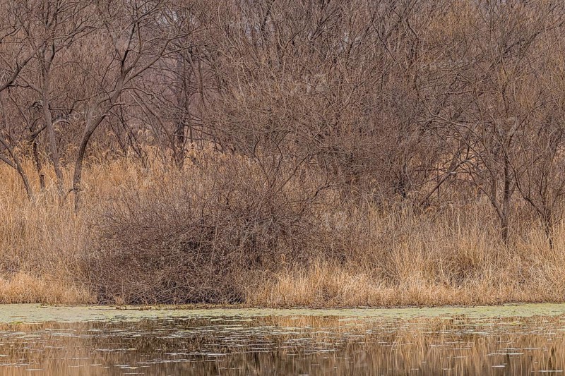 Bare trees and lily pads on a body of water creating a serene outdoor scene, in South Korea