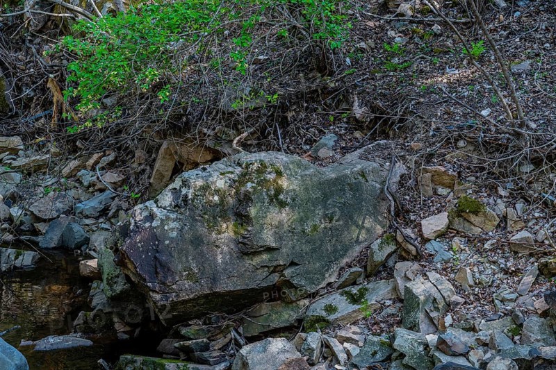 A large rock lies amid debris on a shadowy forest floor, in South Korea