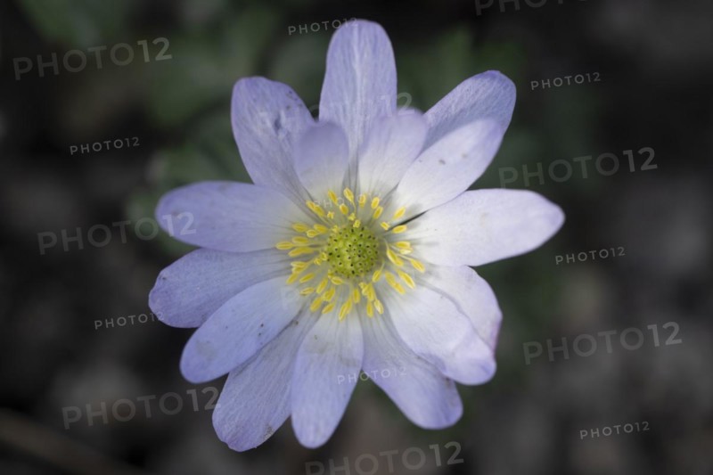 Grecian windflower (Anemone blanda), Speyer, Rhineland-Palatinate, Germany, Europe