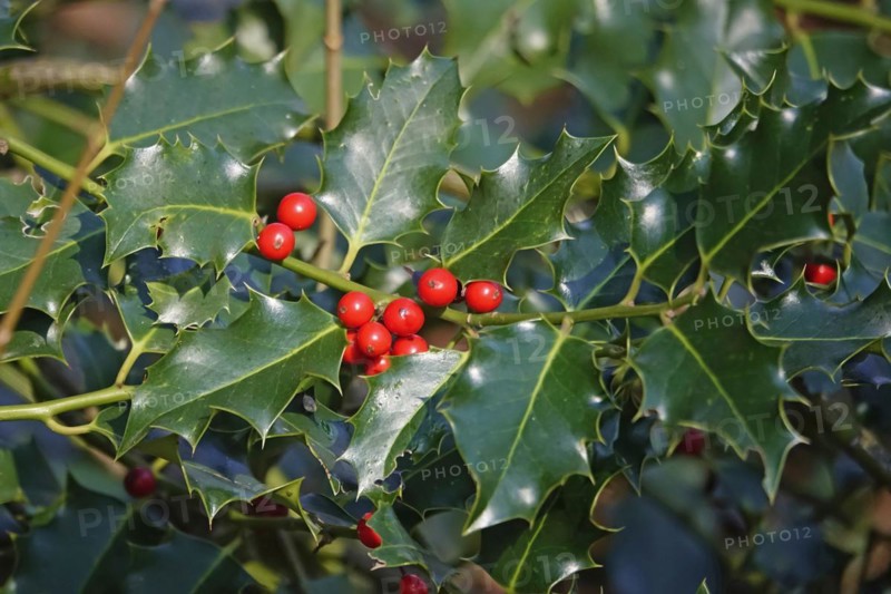 Holly (Ilex aquifolium), March, Germany, Europe