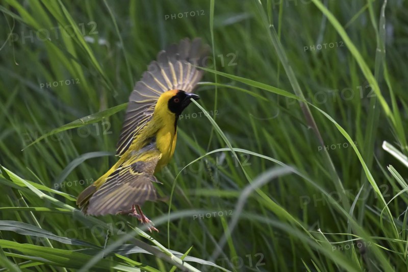 Southern masked weaver (Ploceus velatus) collecting nesting material, Madikwe Game Reserve, North West Province, South Africa, RSA, Africa