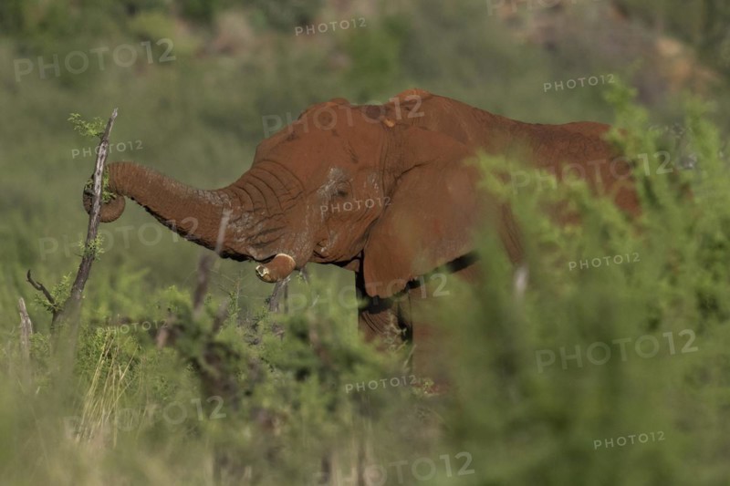 African elephant (Loxodonta africana) Madikwe Game Reserve, North West Province, South Africa, RSA, Africa