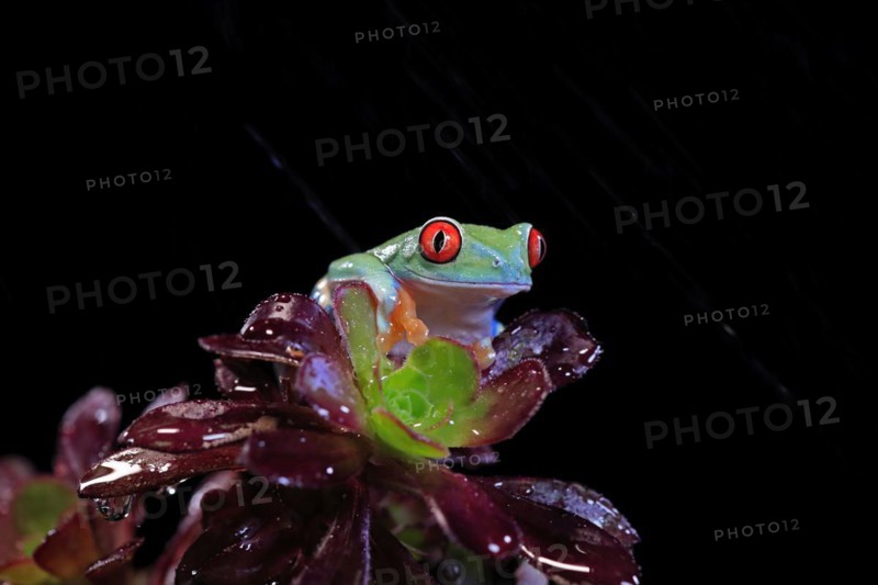 Red-eyed tree frog (Agalychnis callidryas), adult, on aeonium, captive, Central America