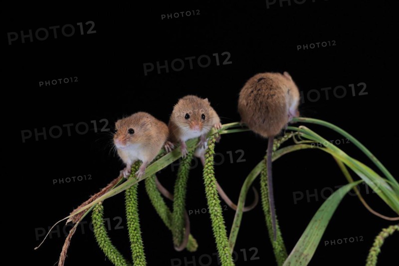 Eurasian harvest mouse (Micromys minutus), adult, three, group, on plant stalks, spikes, foraging, at night, Scotland, Great Britain