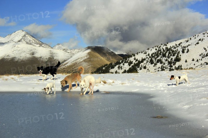 A group of dogs traverse snowy terrain with mountain backdrop and cloudy skies, Amazing Dogs in the Nature