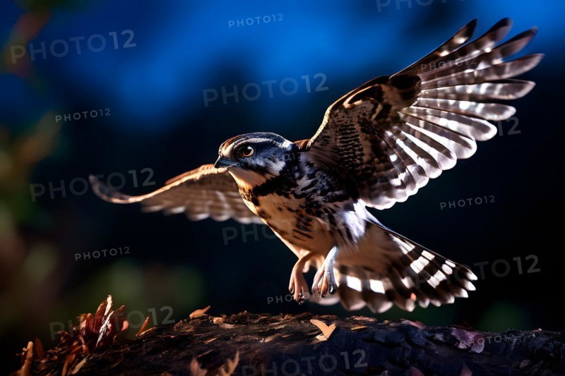 European nightjar caught mid flight wings fully extended, AI generated
