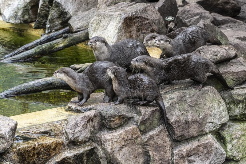 Dwarf otter, Asian oriental small-clawed otter (Aonyx cinerea), Heidelberg Zoo, Baden-Wuerttemberg, Germany, Europe