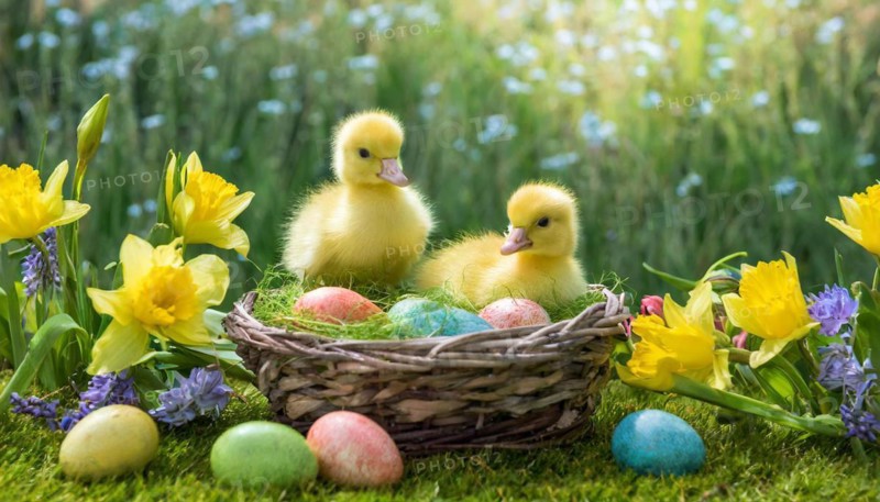 Ai generated, An Easter basket with coloured eggs in a meadow with colourful flowers, two goslings in the basket, symbolic image Easter, animal children
