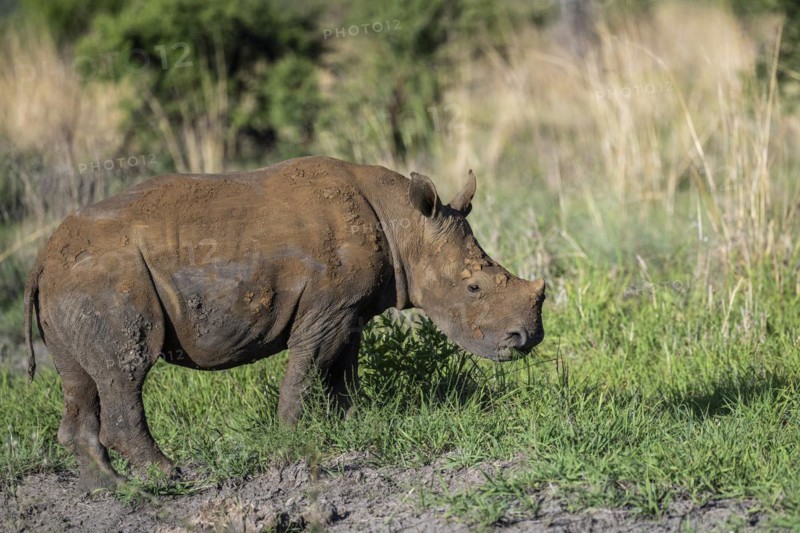White rhinoceros (Ceratotherium simum) juvenile approx. 1 year old, Madikwe Game Reserve, North West Province, South Africa, RSA, Africa