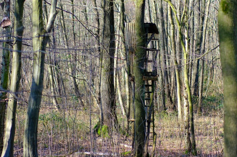 High seat in the forest, forest dieback, Lower Rhine, North Rhine-Westphalia, Germany, Europe
