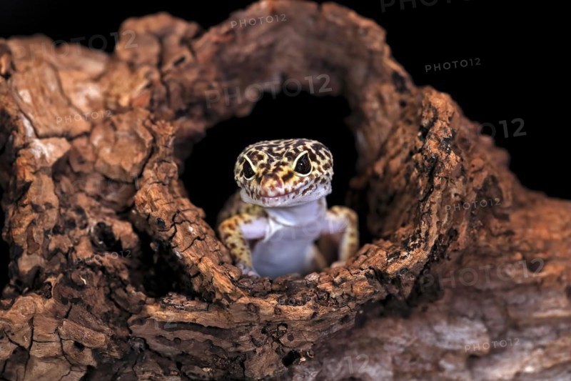 Leopard gecko (Eublepharis macularius), adult, portrait, looks out of burrow, captive