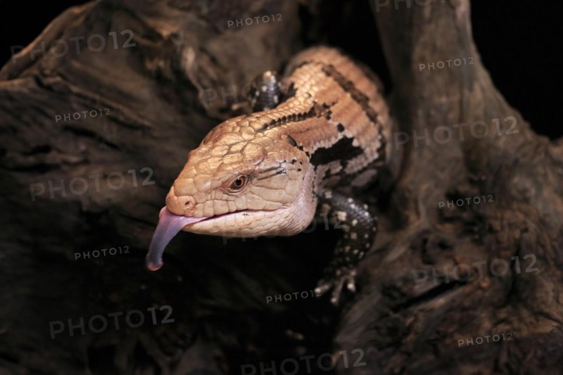 Indonesian blue-tongued skink (Tiliqua gigas), adult, portrait, on tree, captive, tongues, Indonesia, Asia