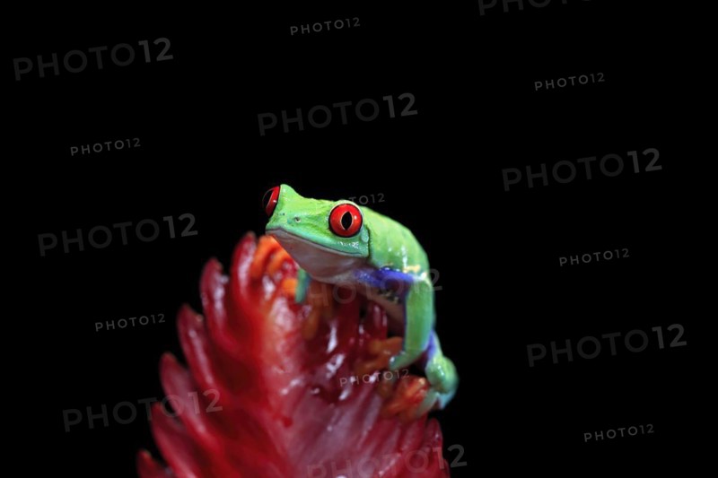 Red-eyed tree frog (Agalychnis callidryas), adult, on bromeliad, captive, Central America
