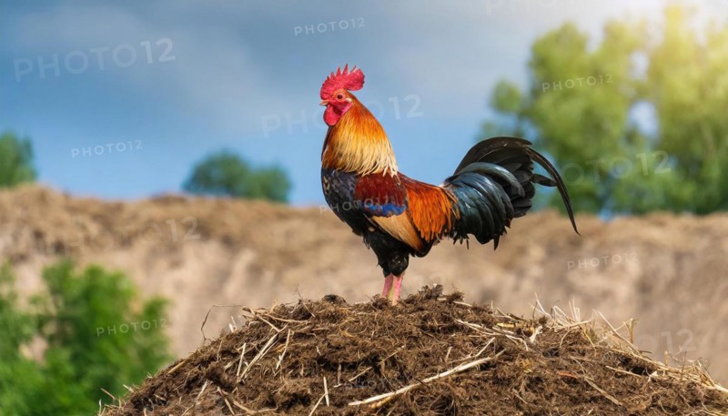 KI generated, A beautiful rooster stands on a dung heap, farmyard, (Gallus gallus domesticus)